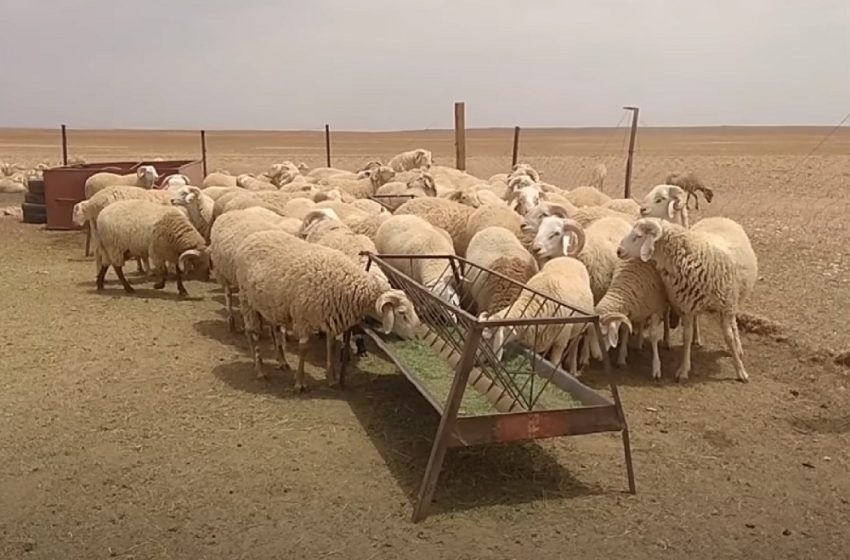 الجزائر