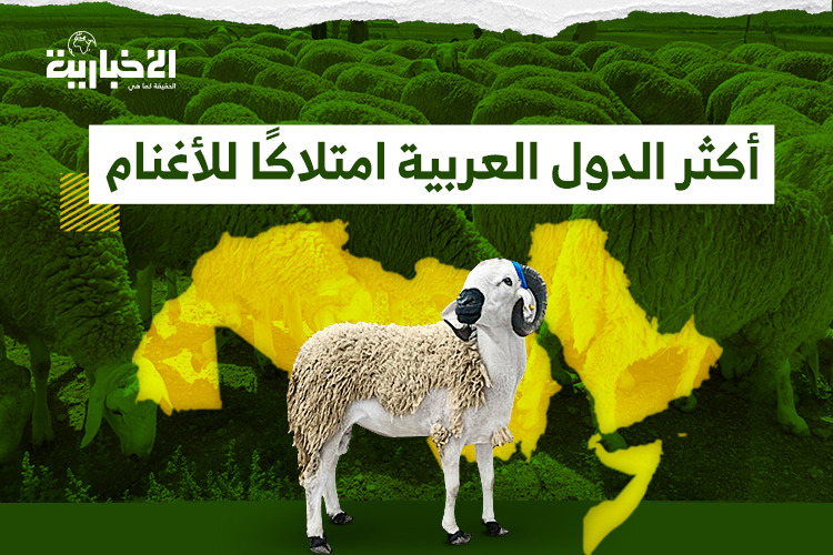 أكثر الدول العربية امتلاكًا للأغنام